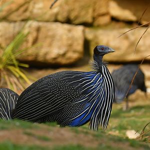 Vulturine Guineafowl (Acryllium vulturinum)