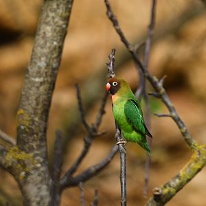 Black-cheeked Lovebird (Agapornis nigrigenis)