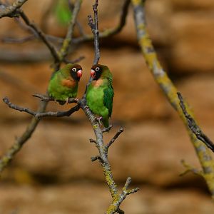 Black-cheeked Lovebird (Agapornis nigrigenis)