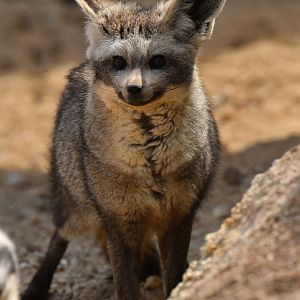 Bat-eared fox (Otocyon megalotis)