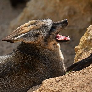 Bat-eared fox (Otocyon megalotis)