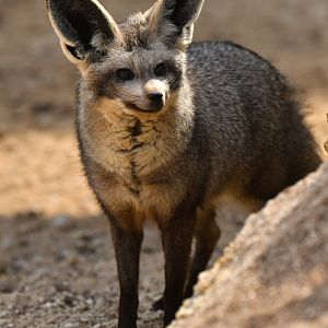 Bat-eared fox (Otocyon megalotis)