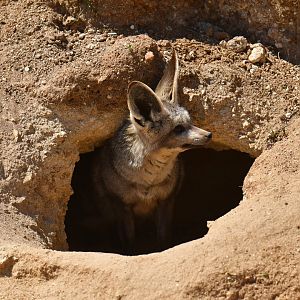 Bat-eared fox (Otocyon megalotis)