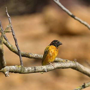 Village Weaver (Ploceus cucullatus)