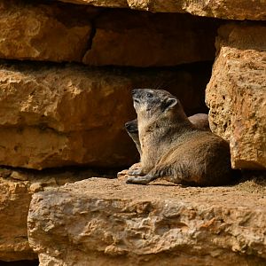 Rock hyrax (Procavia capensis)