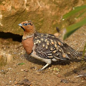 Pin-tailed Sandgrouse (Pterocles alchata)