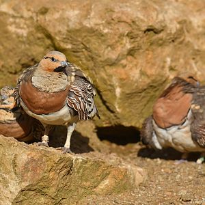 Pin-tailed Sandgrouse (Pterocles alchata)
