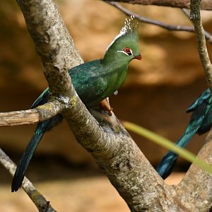 Livingstone's Turaco (Tauraco livingstonii)