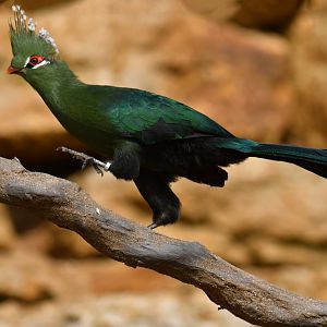 Livingstone's Turaco (Tauraco livingstonii)