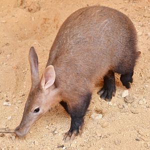 Aardvark (Orycteropus afer)