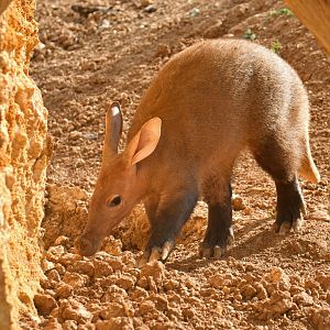 Aardvark (Orycteropus afer)