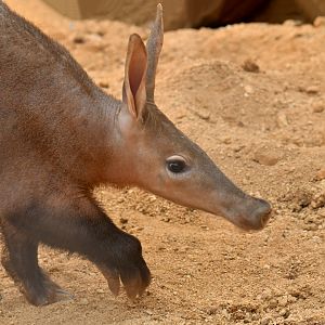 Aardvark (Orycteropus afer)