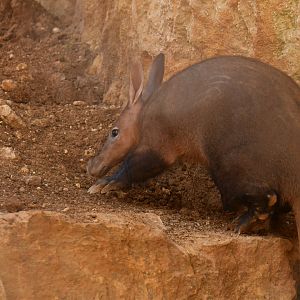Aardvark (Orycteropus afer)