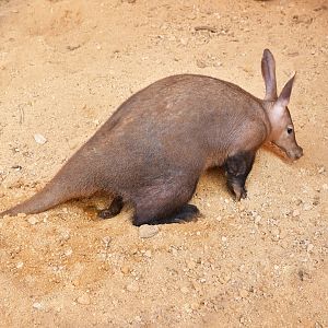 The s***ting aardvark !
