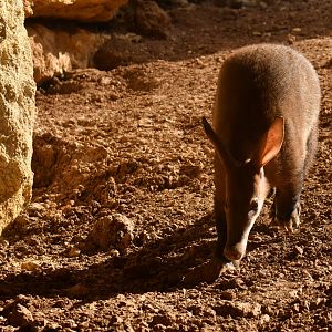 Aardvark (Orycteropus afer)
