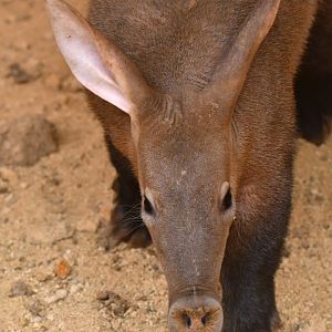 Aardvark (Orycteropus afer)