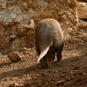 Aardvark (Orycteropus afer)