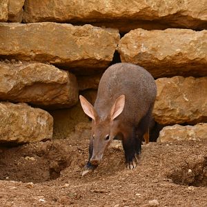 Aardvark (Orycteropus afer)
