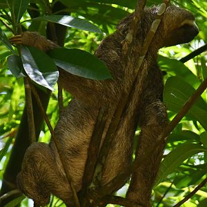 Maned sloth (Bradypus torquatus)