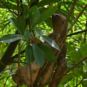 Maned sloth (Bradypus torquatus)