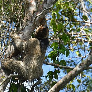 Maned sloth (Bradypus torquatus)