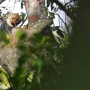 Maned sloth (Bradypus torquatus)