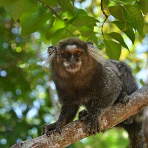 Common marmoset (Callithrix jacchus)