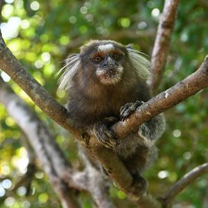 Common marmoset (Callithrix jacchus)