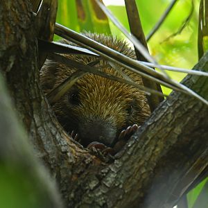 Bristle-spined rat (Chaetomys subspinosus)
