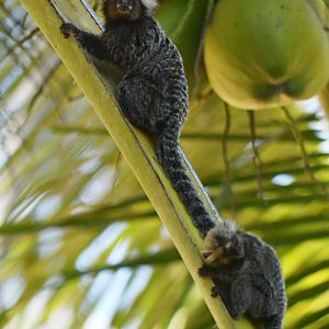 Common marmoset (Callithrix jacchus)