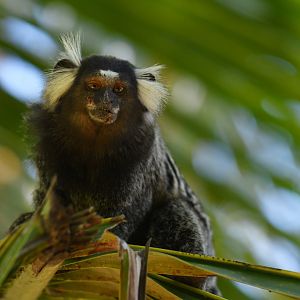 Common marmoset (Callithrix jacchus)