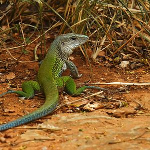 Green ameiva (Ameiva ameiva)