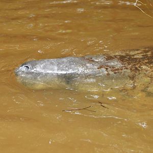 Antillean manatee