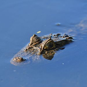 Broad-snouted caiman (Caiman latirostris)