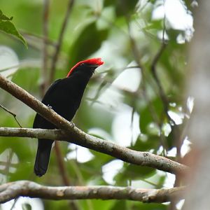 Helmeted Manakin (Antilophia galeat)