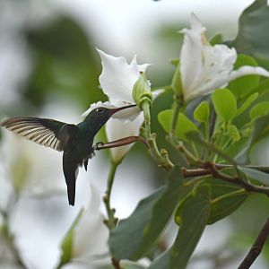 Sapphire-spangled Emerald (Chionomesa lactea)