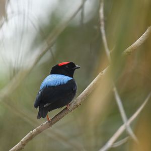 Blue-backed Manakin (Chiroxiphia pareola)