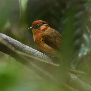 Caatinga Gnateater (Conopophaga cearae)