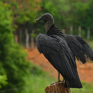 Black Vulture (Coragyps atratus)