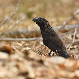 Smooth-billed Ani (Crotophaga ani)
