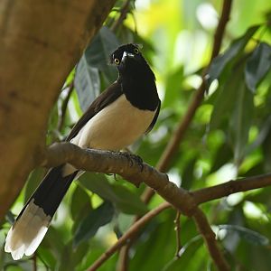 White-naped Jay (Cyanocorax cyanopogon)