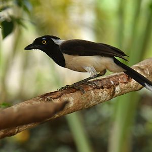 White-naped Jay (Cyanocorax cyanopogon)