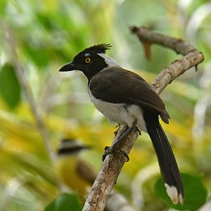 White-naped Jay (Cyanocorax cyanopogon)