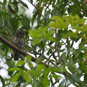 Ferruginous Pygmy-Owl (Glaucidium brasilianum)