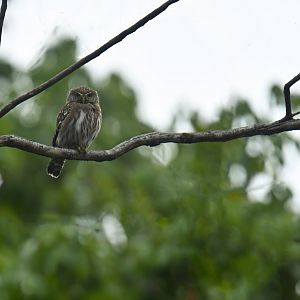 Ferruginous Pygmy-Owl (Glaucidium brasilianum)