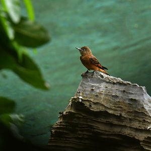 Cliff Flycatcher (Hirundinea ferruginea)