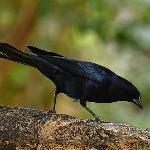 Shiny Cowbird (Molothrus bonariensis)