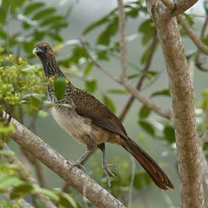 East-Brazilian Chachalaca (Ortalis araucuan)