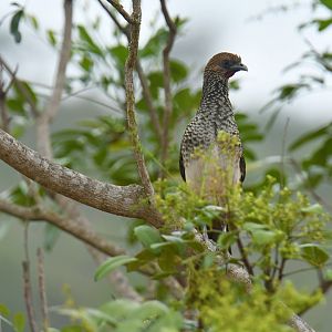 East-Brazilian Chachalaca (Ortalis araucuan)