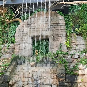 RainForest Waterfall